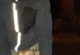 V Borové byl nalezen pes středního vzrůstu - foto č. 1