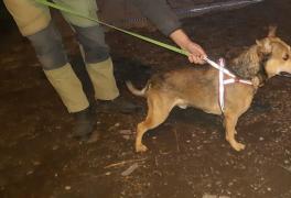 V Borové byl nalezen pes středního vzrůstu - foto č. 2