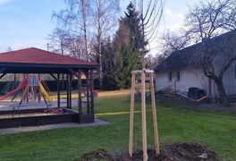 Výsadba stromů v intravilánu obce Pustá Kamenice - foto č. 2