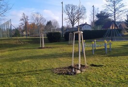 Výsadba stromů v intravilánu obce Pustá Kamenice - foto č. 4