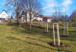 Výsadba stromů v intravilánu obce Pustá Kamenice - foto č. 6