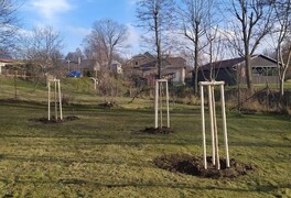 Výsadba stromů v intravilánu obce Pustá Kamenice - foto č. 7