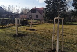 Výsadba stromů v intravilánu obce Pustá Kamenice - foto č. 10