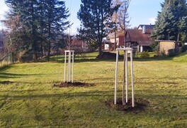 Výsadba stromů v intravilánu obce Pustá Kamenice - foto č. 11