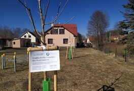 Výsadba stromů v intravilánu obce Pustá Kamenice - foto č. 20