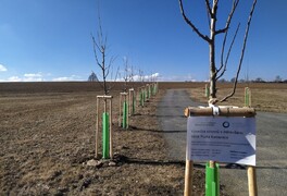 Výsadba stromů v intravilánu obce Pustá Kamenice - foto č. 22