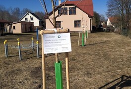Výsadba stromů v intravilánu obce Pustá Kamenice - foto č. 24