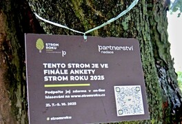 Pustokamenický Hápův javor byl vybrán mezi 10 finalistů ankety Strom roku 2025 - foto č. 21
