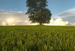 Hlasování v anketě Strom roku 2025 dále pokračuje - foto č. 1