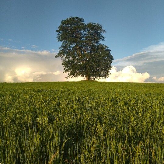 Hlasování v anketě Strom roku 2025 dále pokračuje