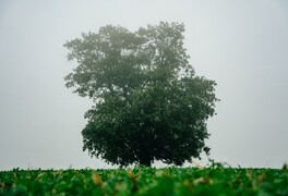 Hlasování v anketě Strom roku 2025 se blíží ke svému konci - foto č. 1