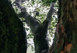 Hlasování v anketě Strom roku 2025 se blíží ke svému konci - foto č. 11