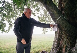 Hlasování v anketě Strom roku 2025 se blíží ke svému konci - foto č. 15