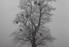 Anketa Strom roku 2025 byla ukončena, výsledky budou známy 20.10.2025 - foto č. 4