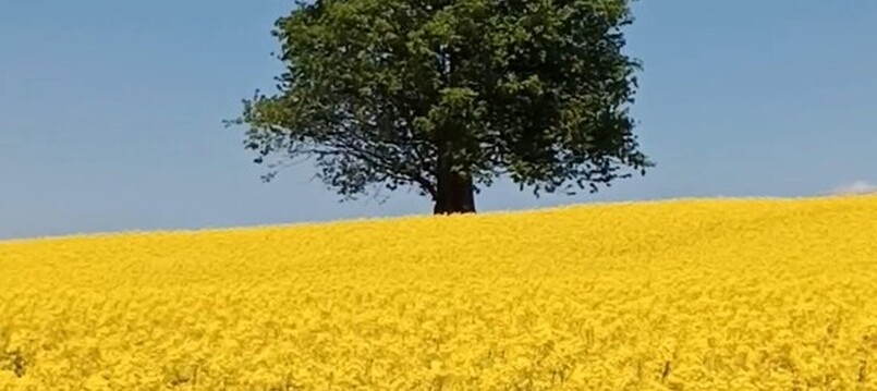 Anketa Strom roku 2025 byla ukončena, výsledky budou známy 20.10.2025