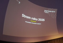 Hápův javor se v anketě Strom roku 2025 umístil na 5. místě - foto č. 8