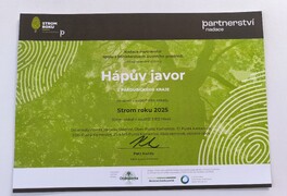 Hápův javor se v anketě Strom roku 2025 umístil na 5. místě - foto č. 22